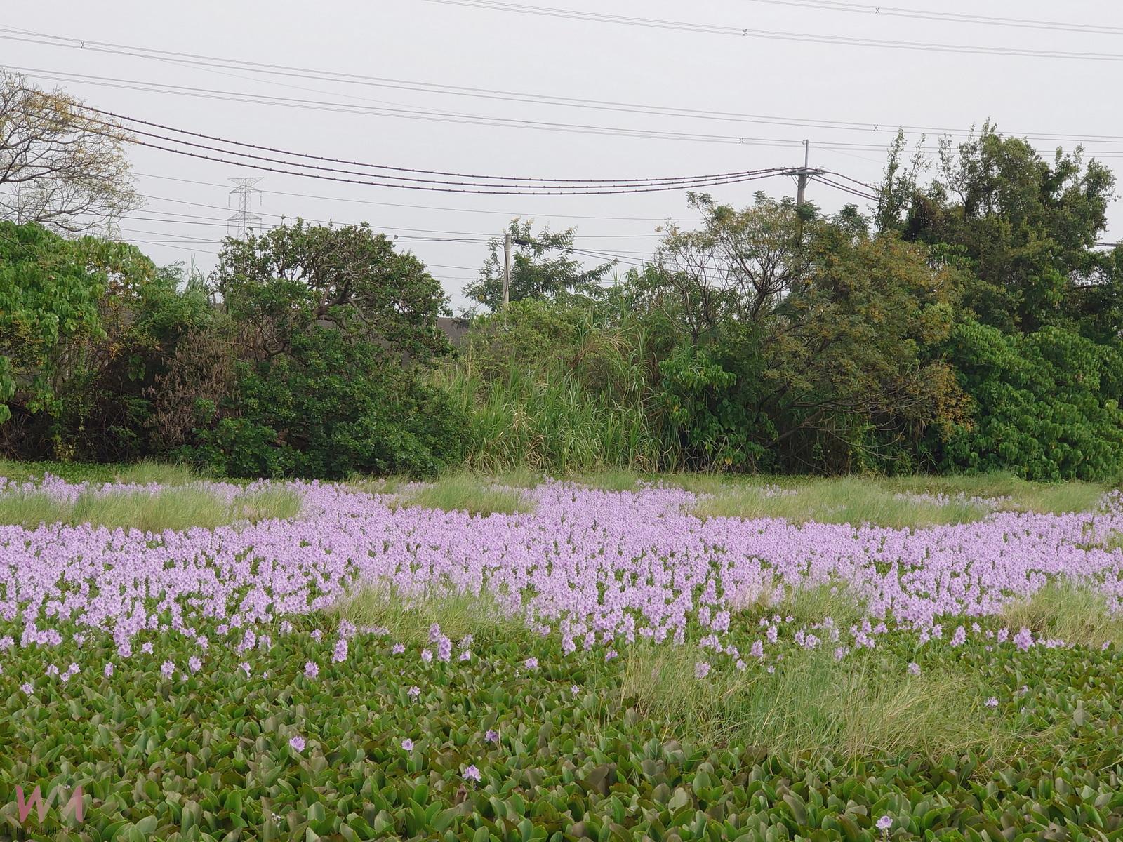 水面鋪紫毯 布袋蓮花開彰化池塘 成浪漫打卡祕境 - https://www.watchmedia01.com