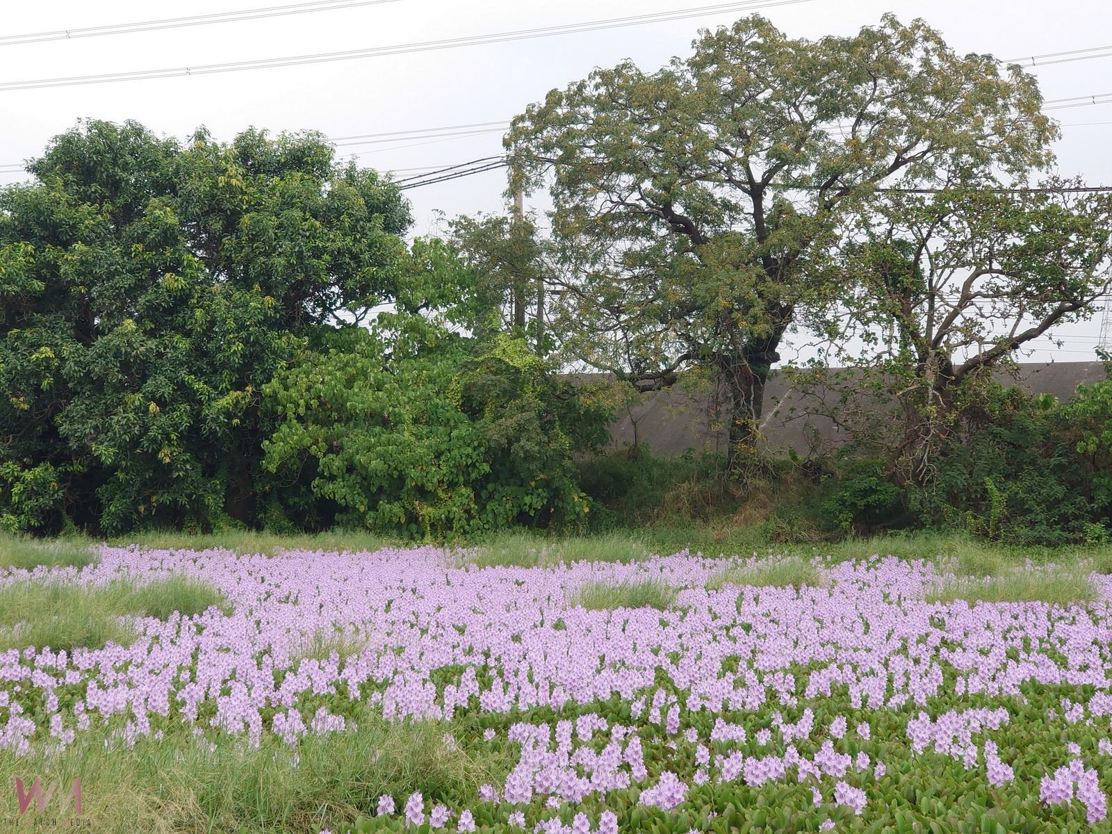 水面鋪紫毯 布袋蓮花開彰化池塘 成浪漫打卡祕境 - https://www.watchmedia01.com