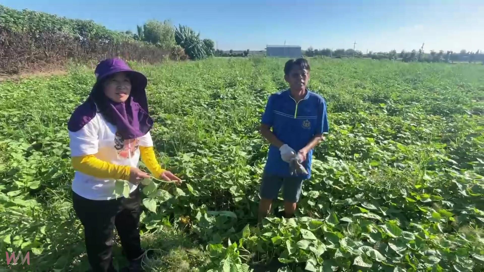(有影片)/跨海來的大城媳婦 劉彩紅用地瓜種出幸福生活 - https://www.watchmedia01.com