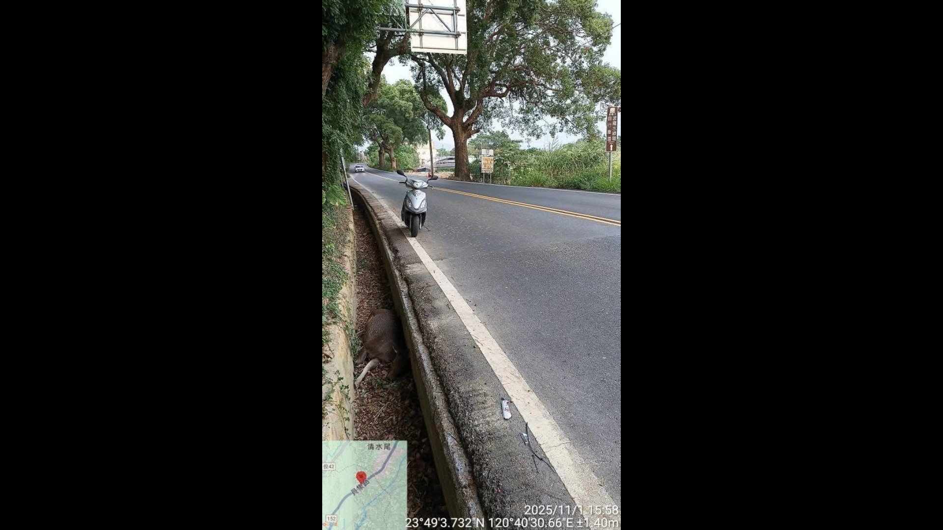 二水山區水鹿倒臥水溝　動防所澄清非洲豬瘟無關 - https://www.watchmedia01.com