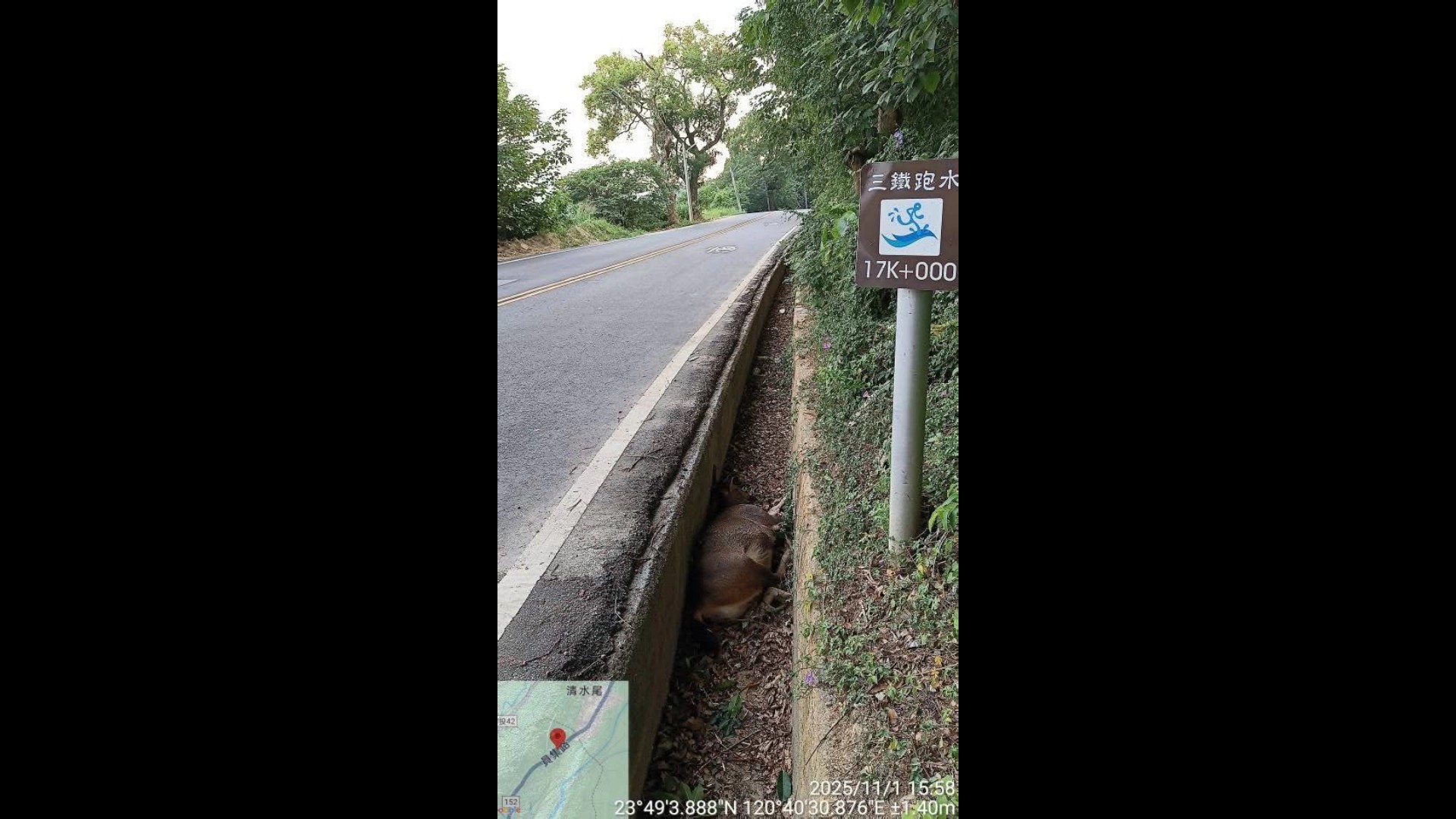 二水山區水鹿倒臥水溝　動防所澄清非洲豬瘟無關 - https://www.watchmedia01.com