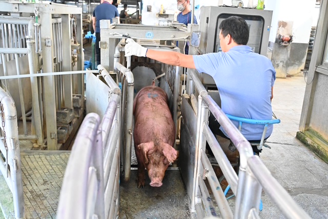 豬隻禁運禁宰解封 宜蘭肉品市場以10月21日鄰近三縣市均價為基準起拍 - https://www.watchmedia01.com