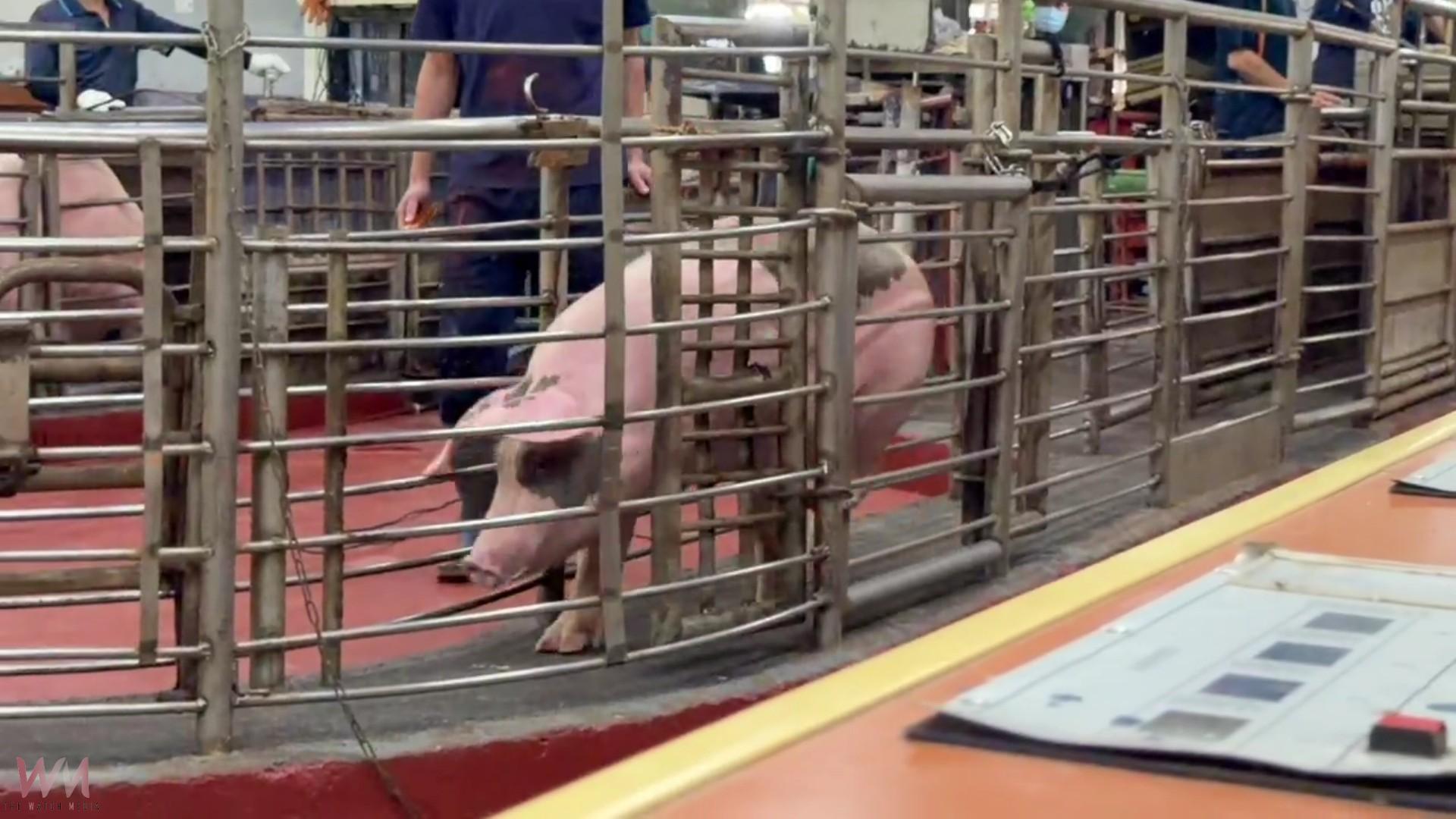 (有影片)/禁運解除!彰化毛豬今恢復拍賣 買氣熱、每公斤飆破116元 - https://www.watchmedia01.com