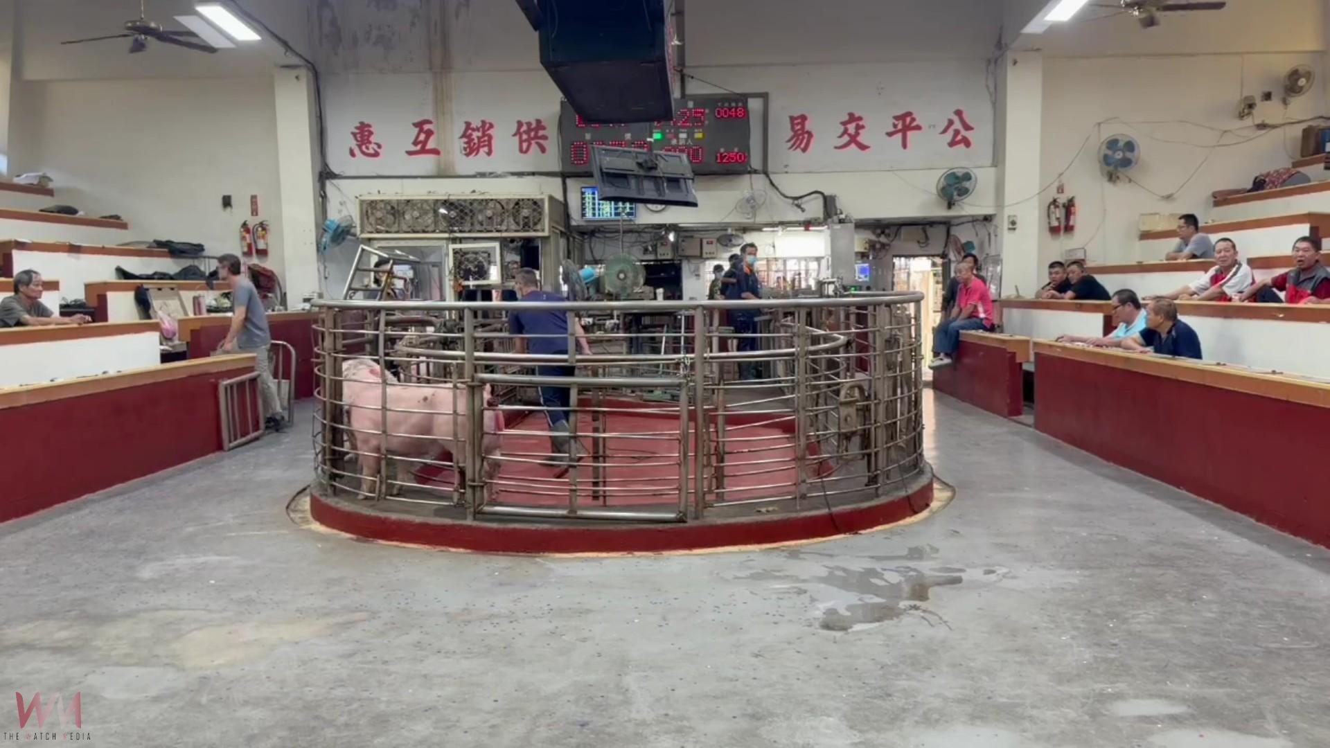 (有影片)/禁運解除!彰化毛豬今恢復拍賣 買氣熱、每公斤飆破116元 - https://www.watchmedia01.com