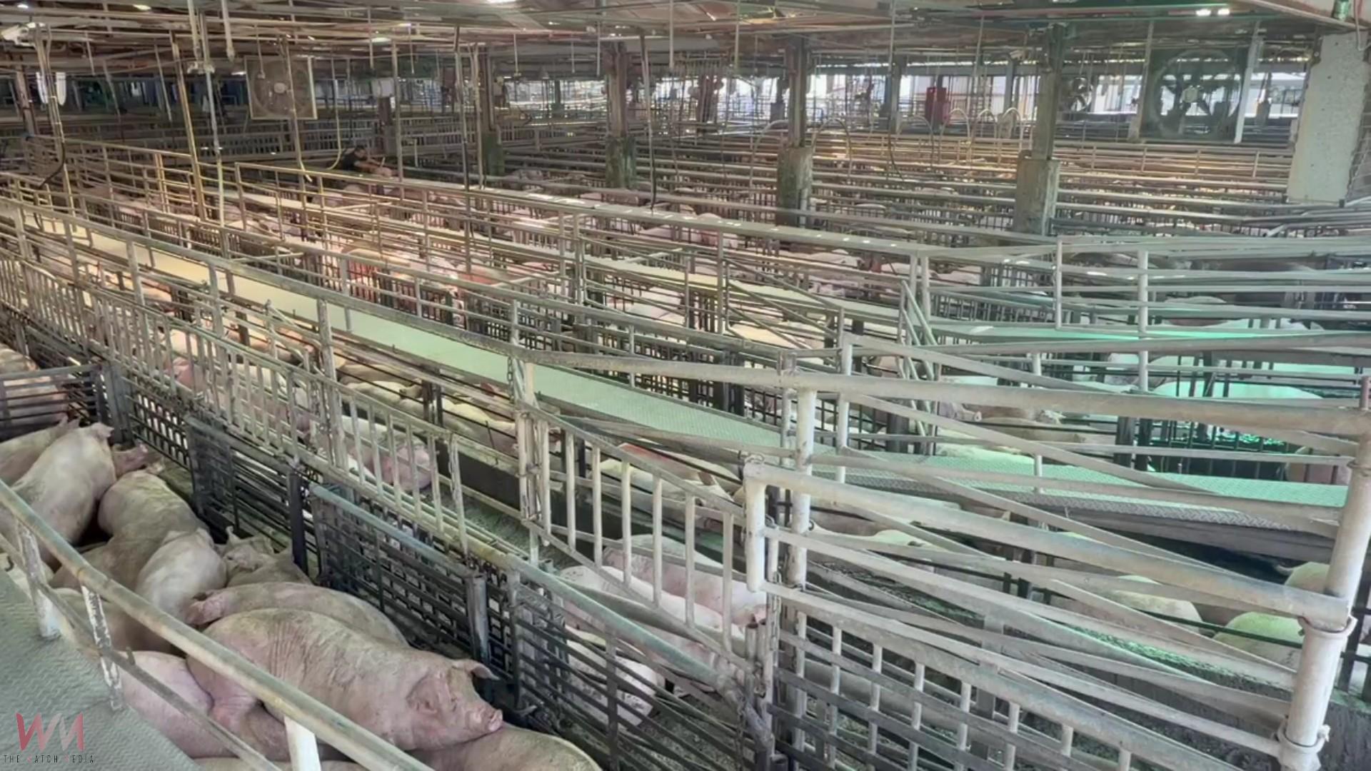 (有影片)/禁運解除!彰化毛豬今恢復拍賣 買氣熱、每公斤飆破116元 - https://www.watchmedia01.com