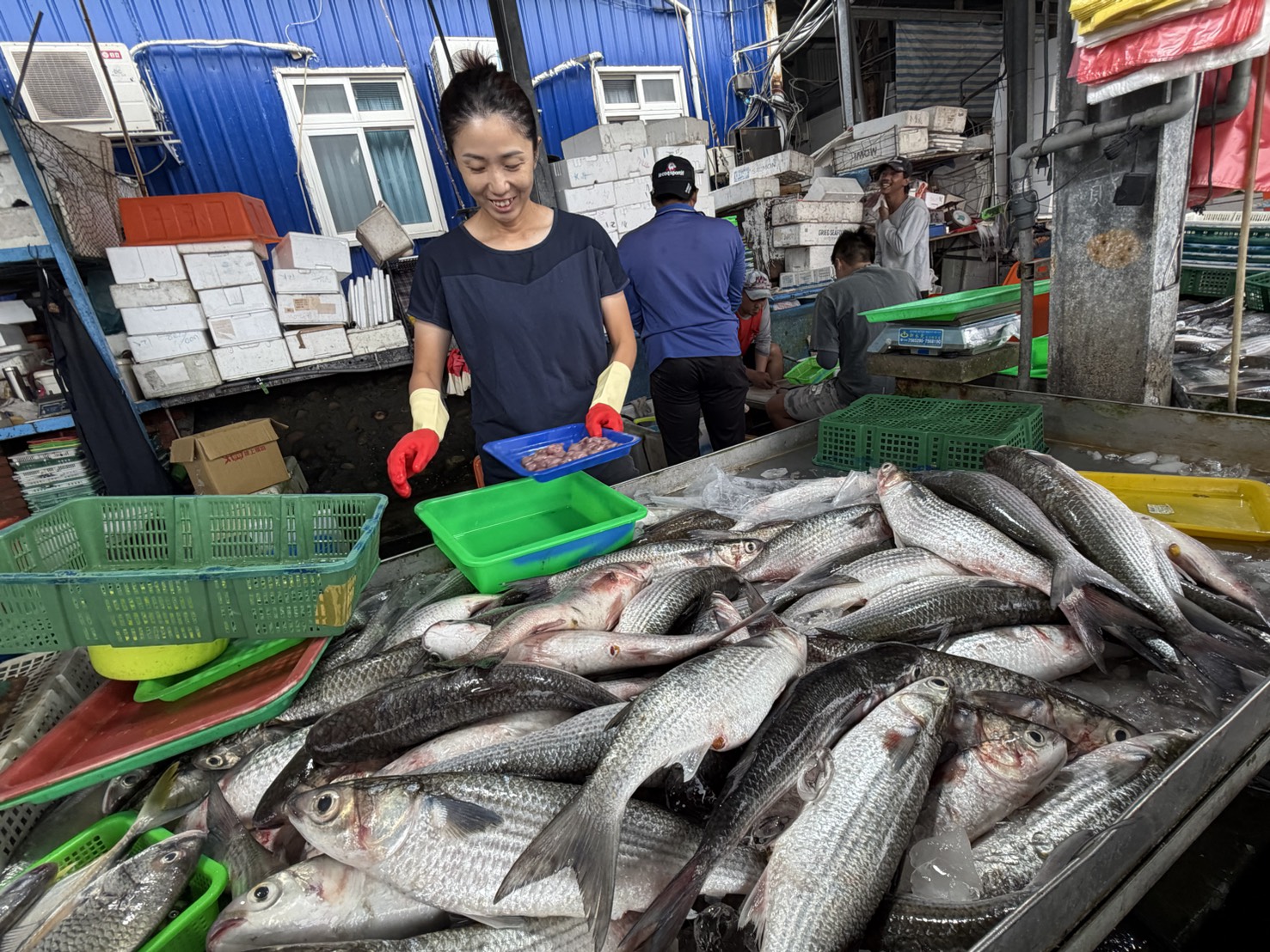 （有影片）／先頭烏報到！線西塭仔港老饕排隊搶「烏金」 - https://www.watchmedia01.com