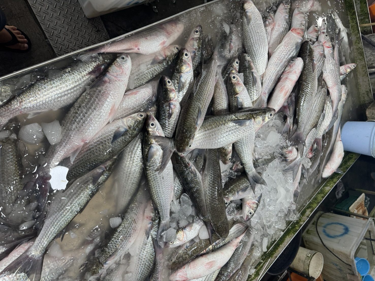 （有影片）／先頭烏報到！線西塭仔港老饕排隊搶「烏金」 - https://www.watchmedia01.com