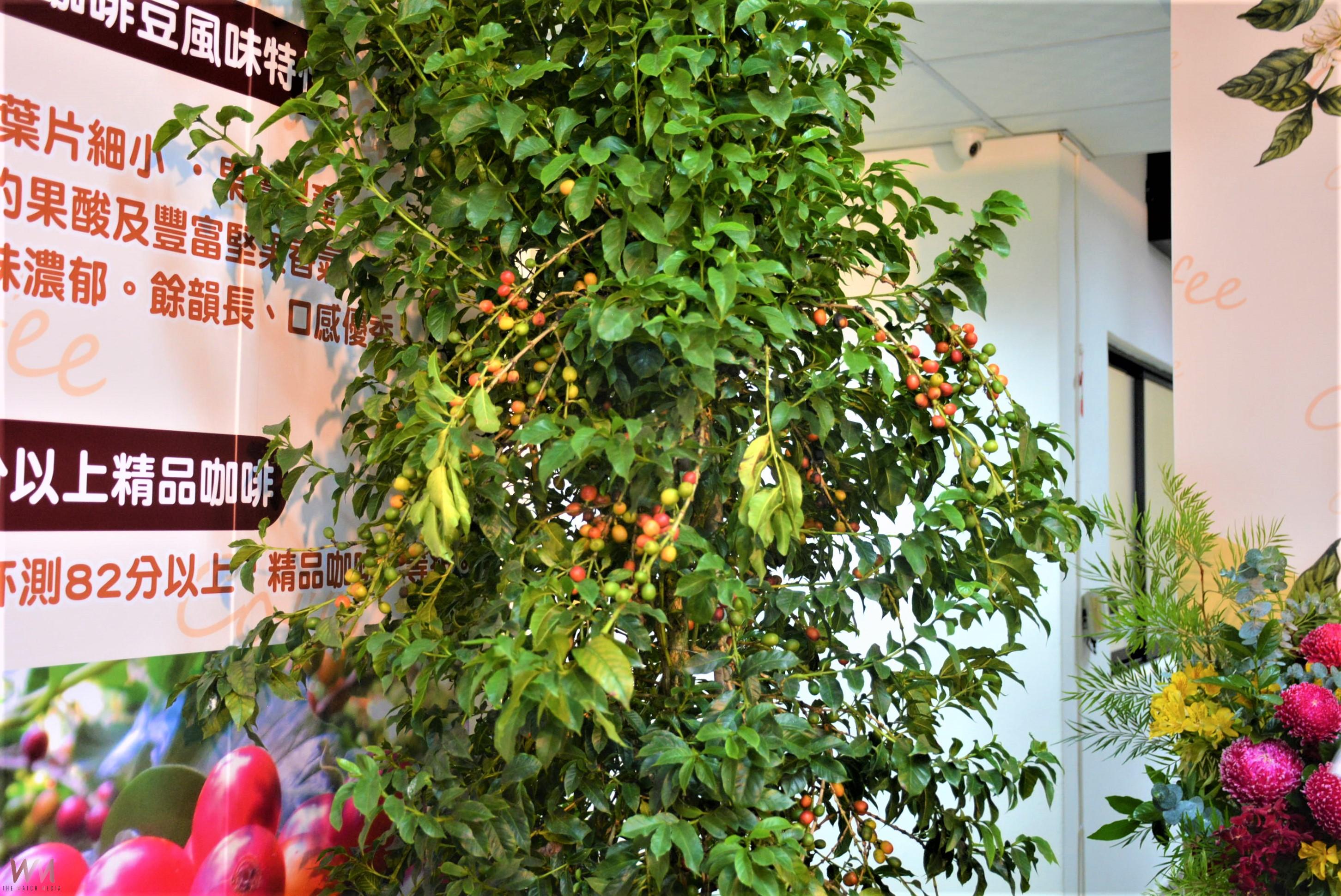 適合中低海拔產區種植　咖啡台農1號開啟臺灣咖啡新篇章 - https://www.watchmedia01.com
