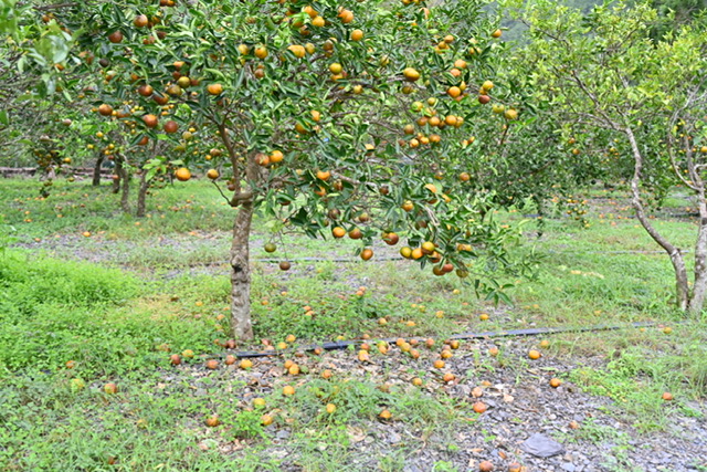 林茂盛代理縣長視察員山果園　黃浴沂議員建議盡速統計災損予以補助 - https://www.watchmedia01.com