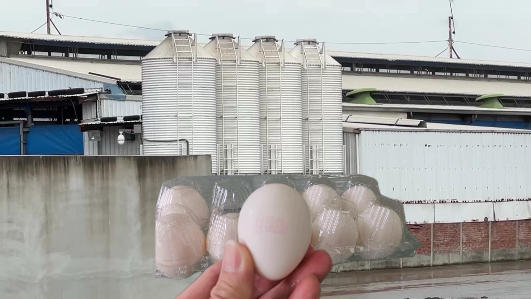 (有影片)/芬普尼沒清乾淨?彰化文雅場又爆殘留 16萬顆蛋全數封存 - https://www.watchmedia01.com