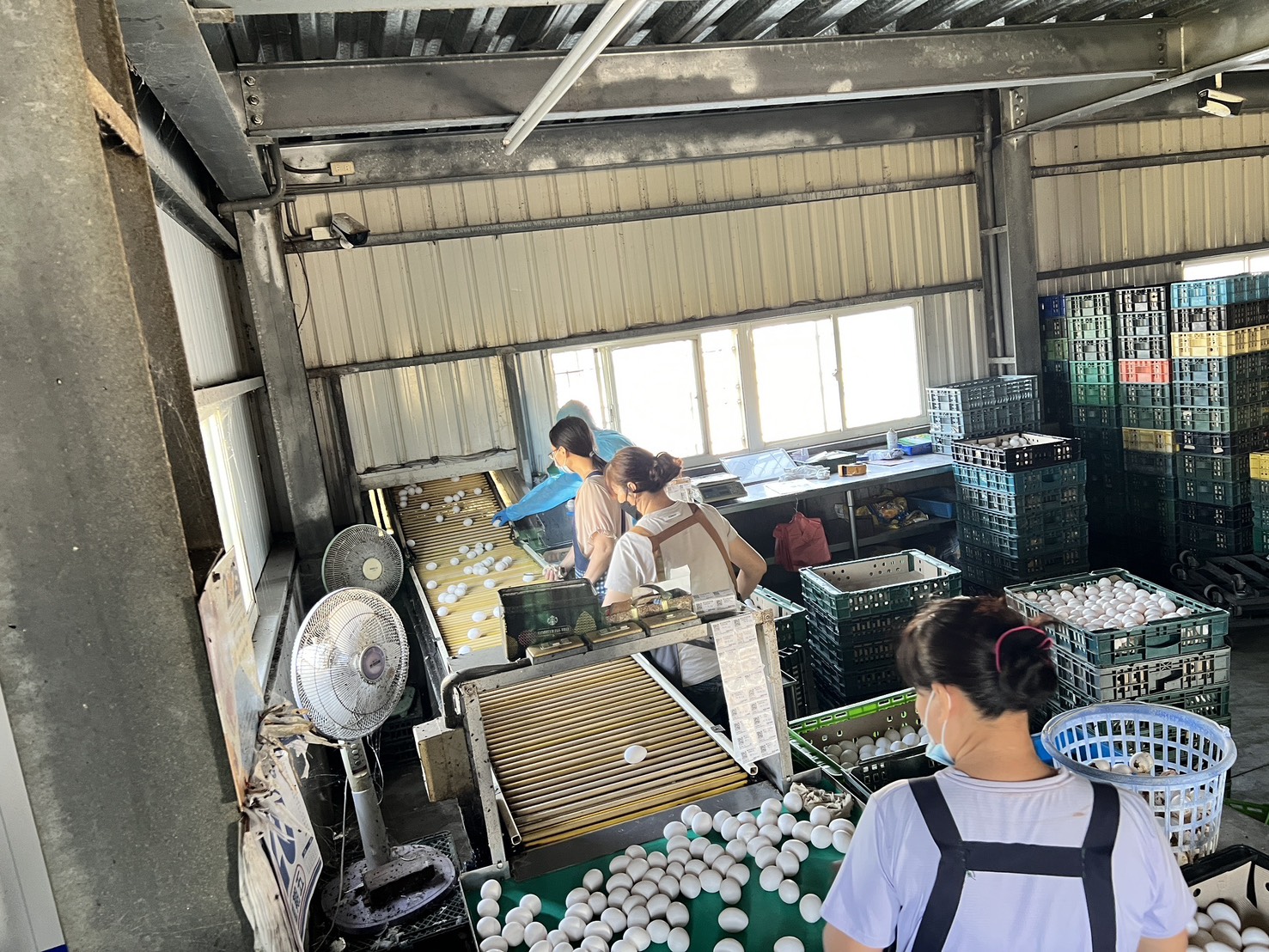 文雅畜牧場雞蛋二度驗出芬普尼超標　羽毛殘毒27倍　檢方將偵辦 - https://www.watchmedia01.com