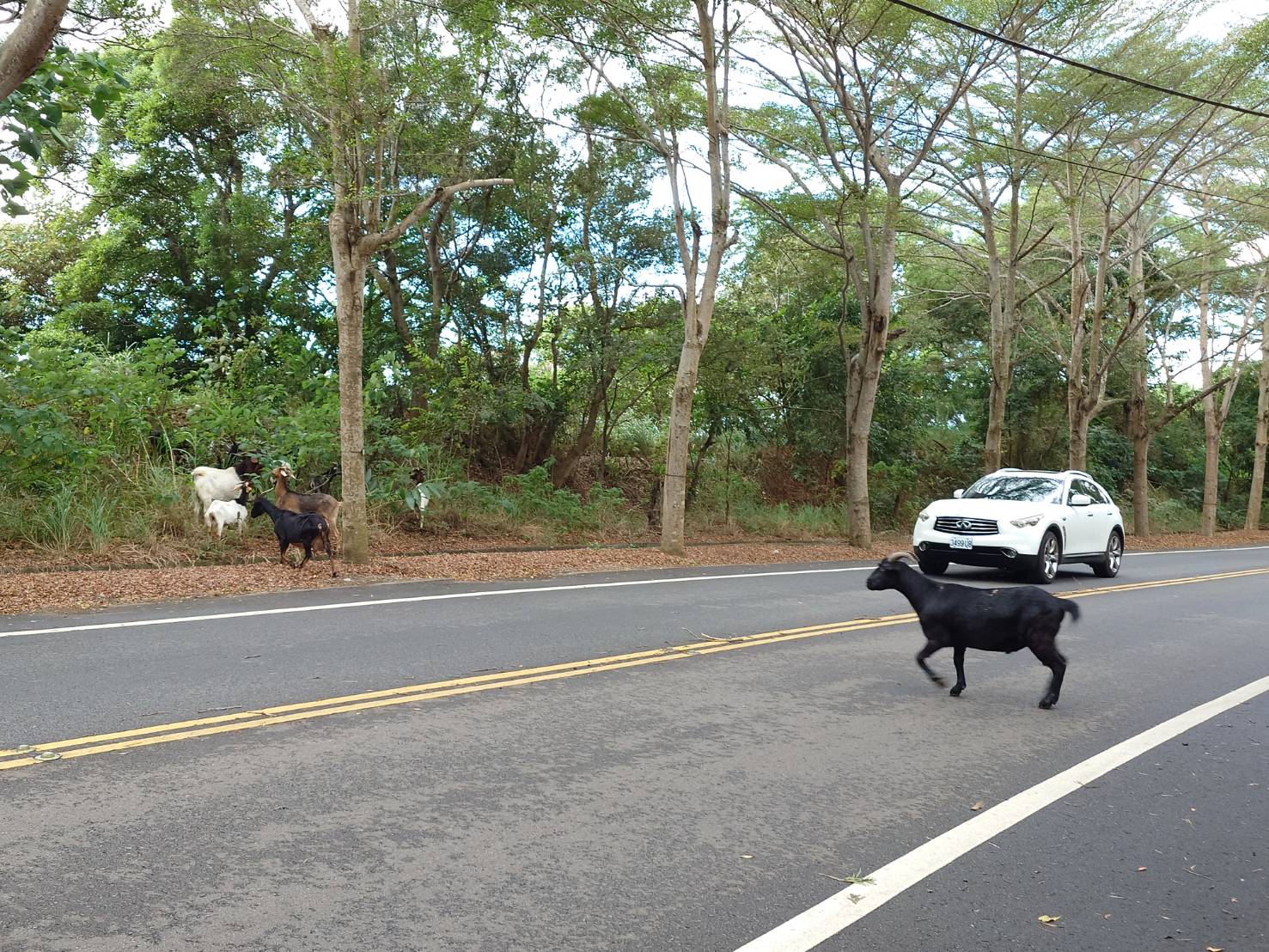 139線「羊咩咩上路」!蘇武是不是住在這? - https://www.watchmedia01.com