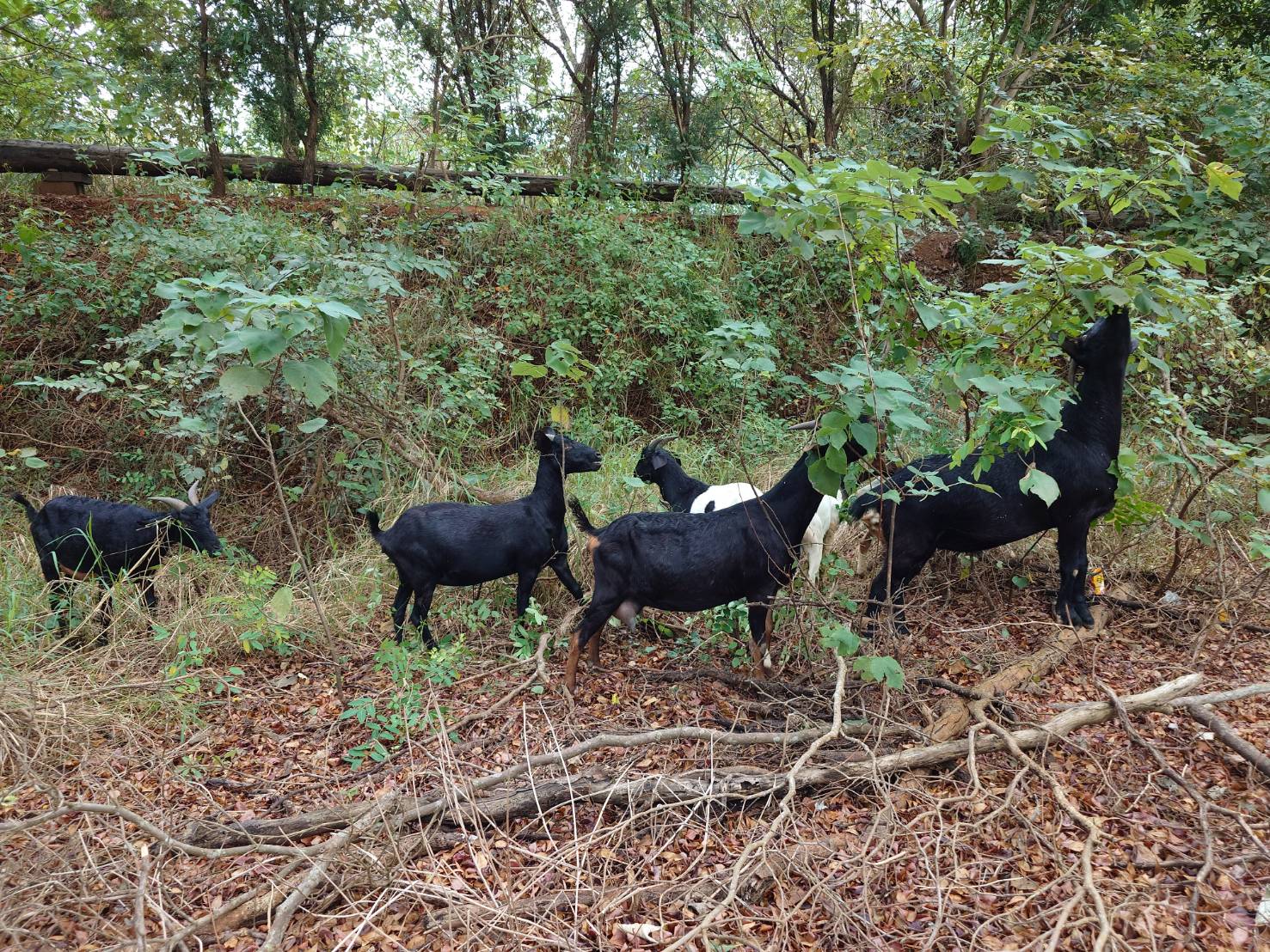 139線「羊咩咩上路」!蘇武是不是住在這? - https://www.watchmedia01.com