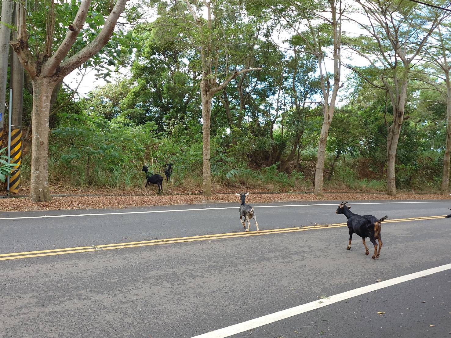 139線「羊咩咩上路」!蘇武是不是住在這? - https://www.watchmedia01.com