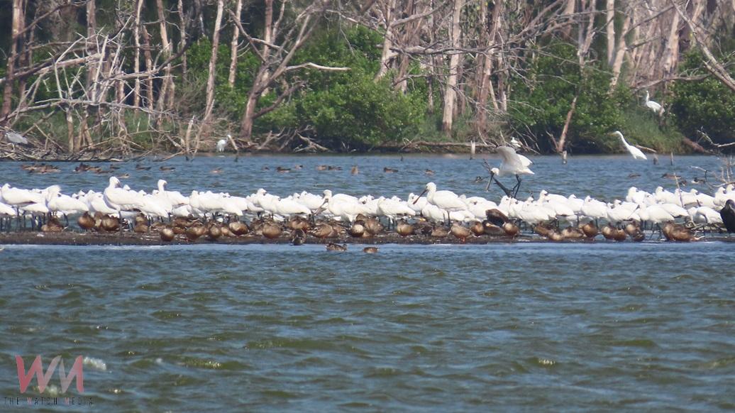 候鳥遷徙季節 嘉義縣推「鷺境嘉義」親子賞鳥活動 - https://www.watchmedia01.com