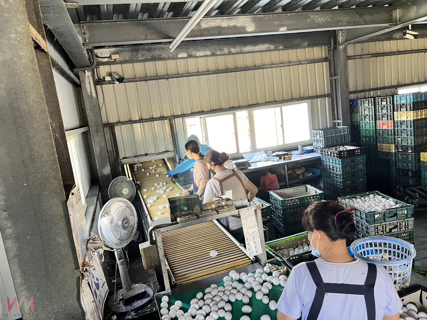 雞蛋被檢出含有農藥芬普尼代謝物 檢方搜索追真相 - https://www.watchmedia01.com