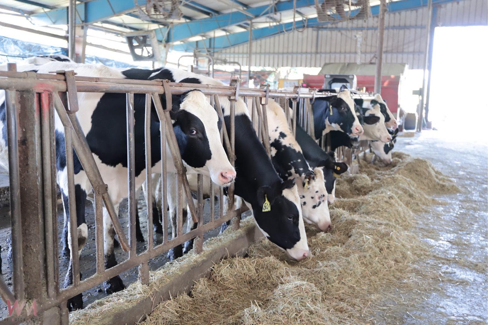 全國首座獲認證 興大畜產試驗場通過動物福利標章評鑑 - https://www.watchmedia01.com