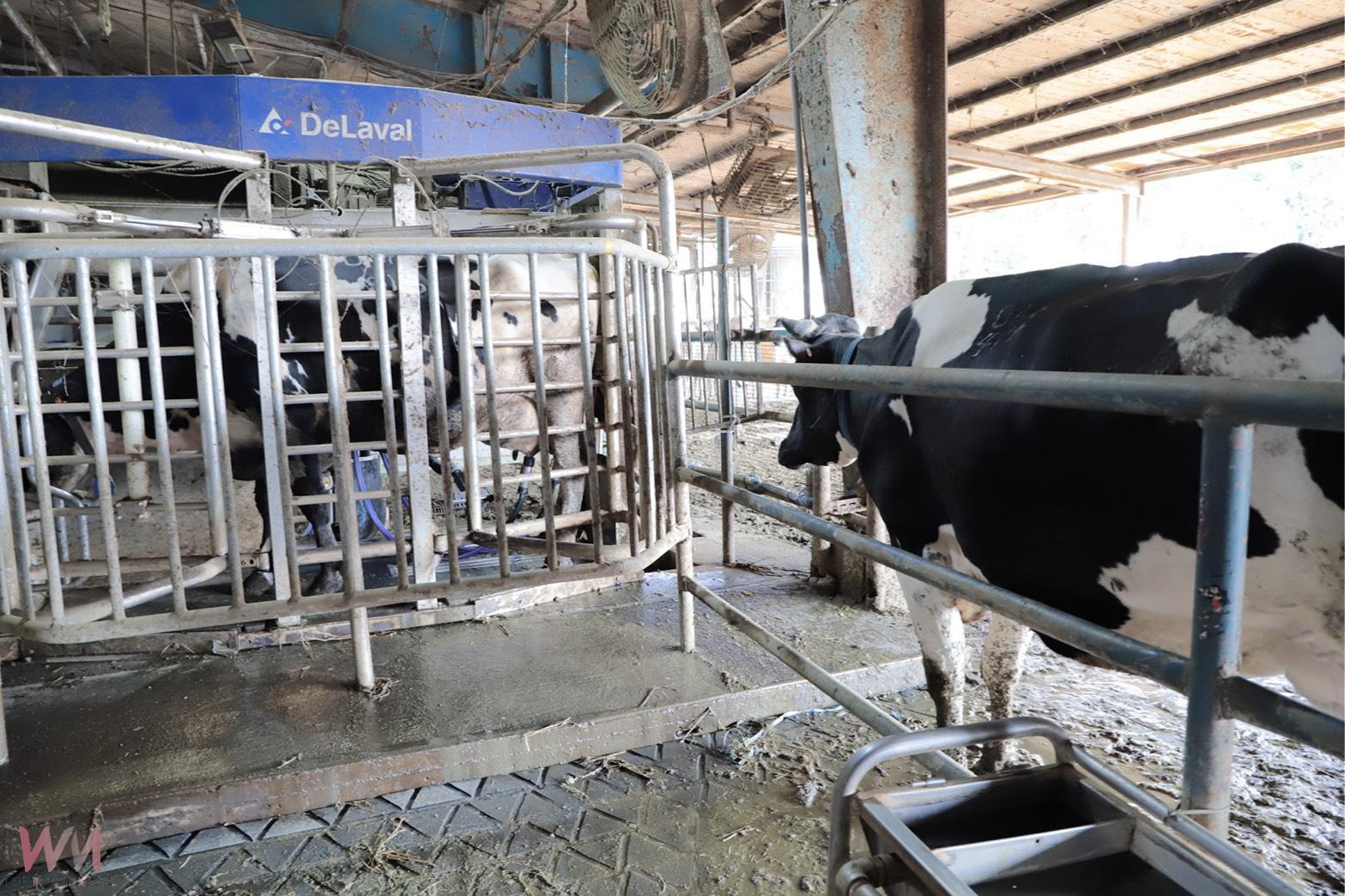 全國首座獲認證 興大畜產試驗場通過動物福利標章評鑑 - https://www.watchmedia01.com