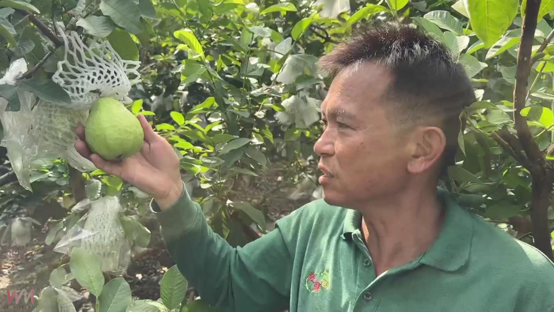 (有影片)/彰化產地芭樂大缺貨 宛如「綠金」價格飆破百 - https://www.watchmedia01.com