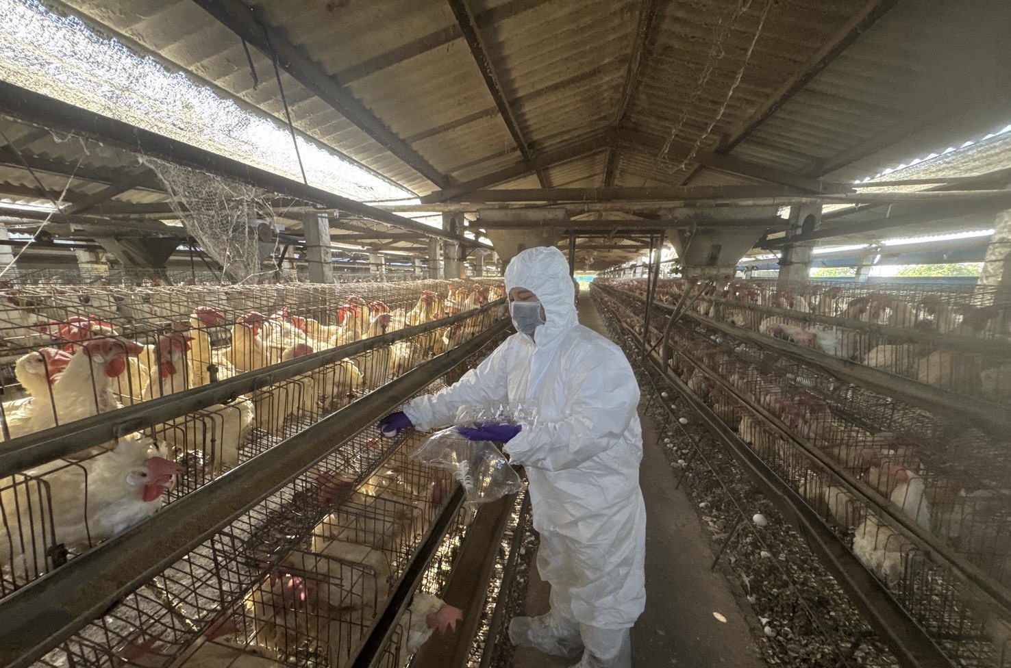 彰化啟動蛋雞場芬普尼監測　首波15場檢驗全數過關 - https://www.watchmedia01.com