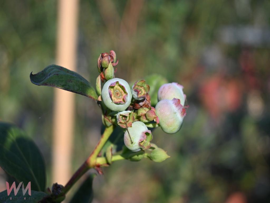彰化青農何宥鑫打造種苗園 力拚將進口漿果轉為本土果實 - https://www.watchmedia01.com