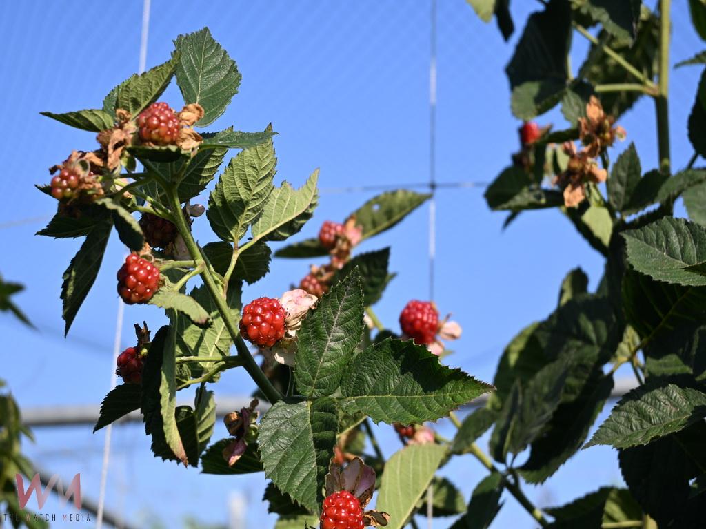 彰化青農何宥鑫打造種苗園 力拚將進口漿果轉為本土果實 - https://www.watchmedia01.com
