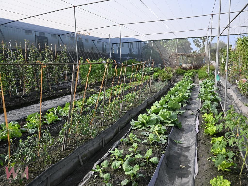 開心農場經營逾十年 簡充實非營利模式吸引在職與退休族 - https://www.watchmedia01.com