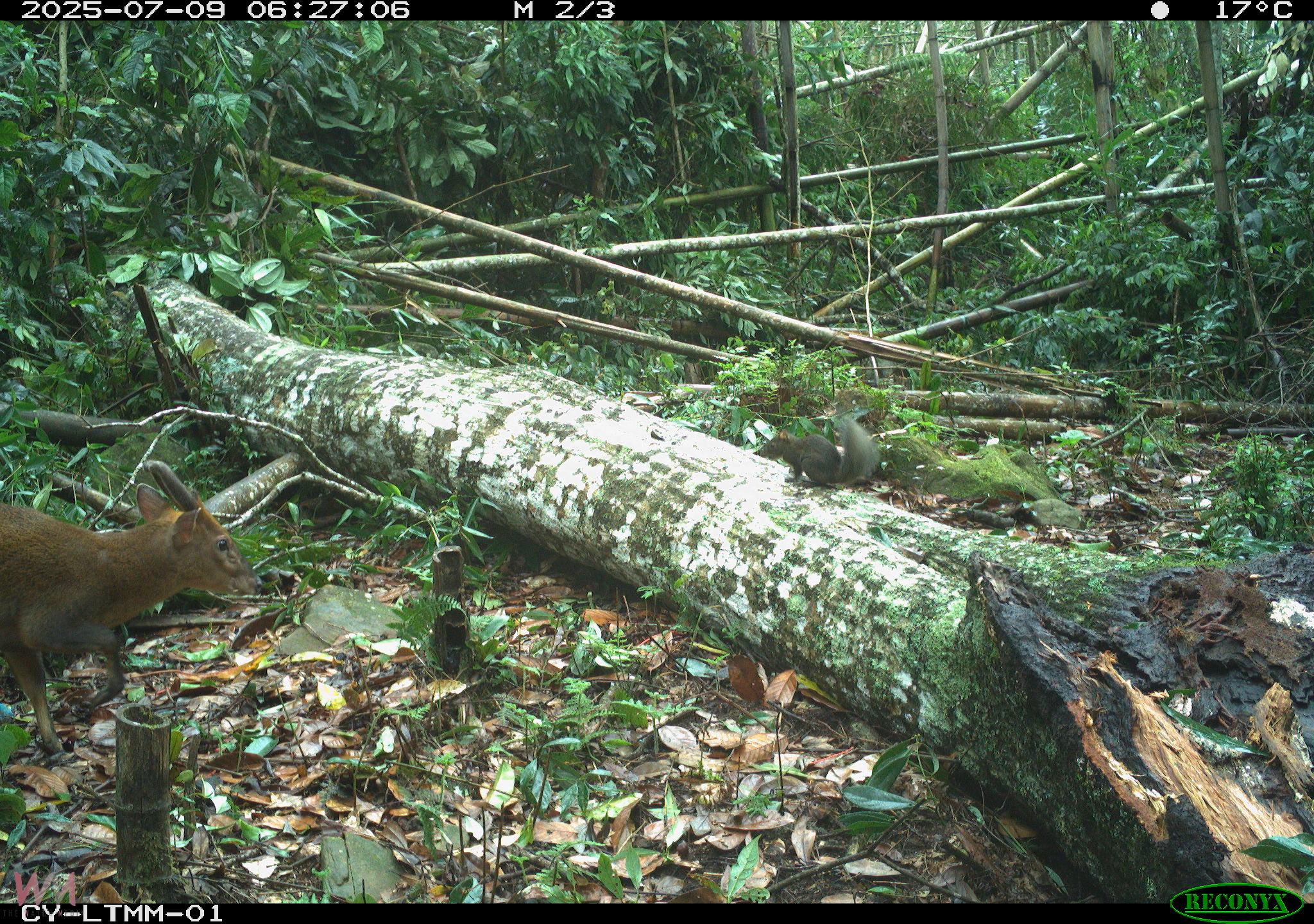 長期監測野生動物　紅外線相機觀察到山羌成跨物種同框王 - https://www.watchmedia01.com