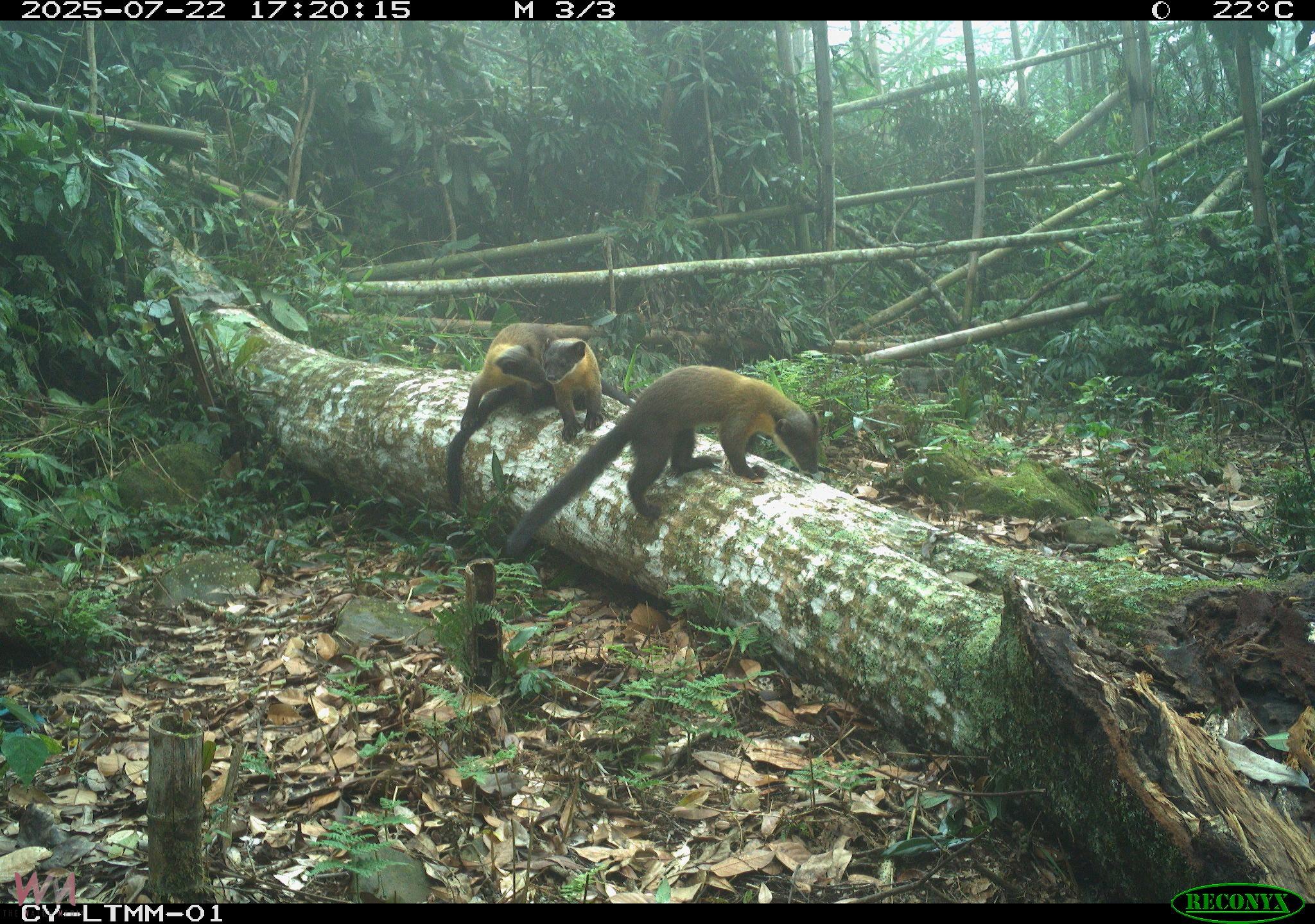 長期監測野生動物　紅外線相機觀察到山羌成跨物種同框王 - https://www.watchmedia01.com