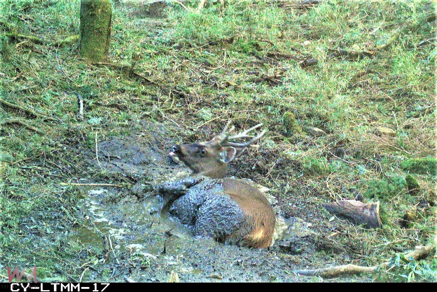 長期監測野生動物　紅外線相機觀察到山羌成跨物種同框王 - https://www.watchmedia01.com