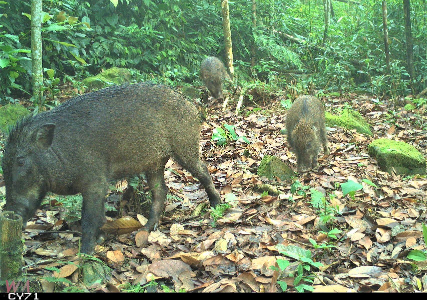 長期監測野生動物　紅外線相機觀察到山羌成跨物種同框王 - https://www.watchmedia01.com