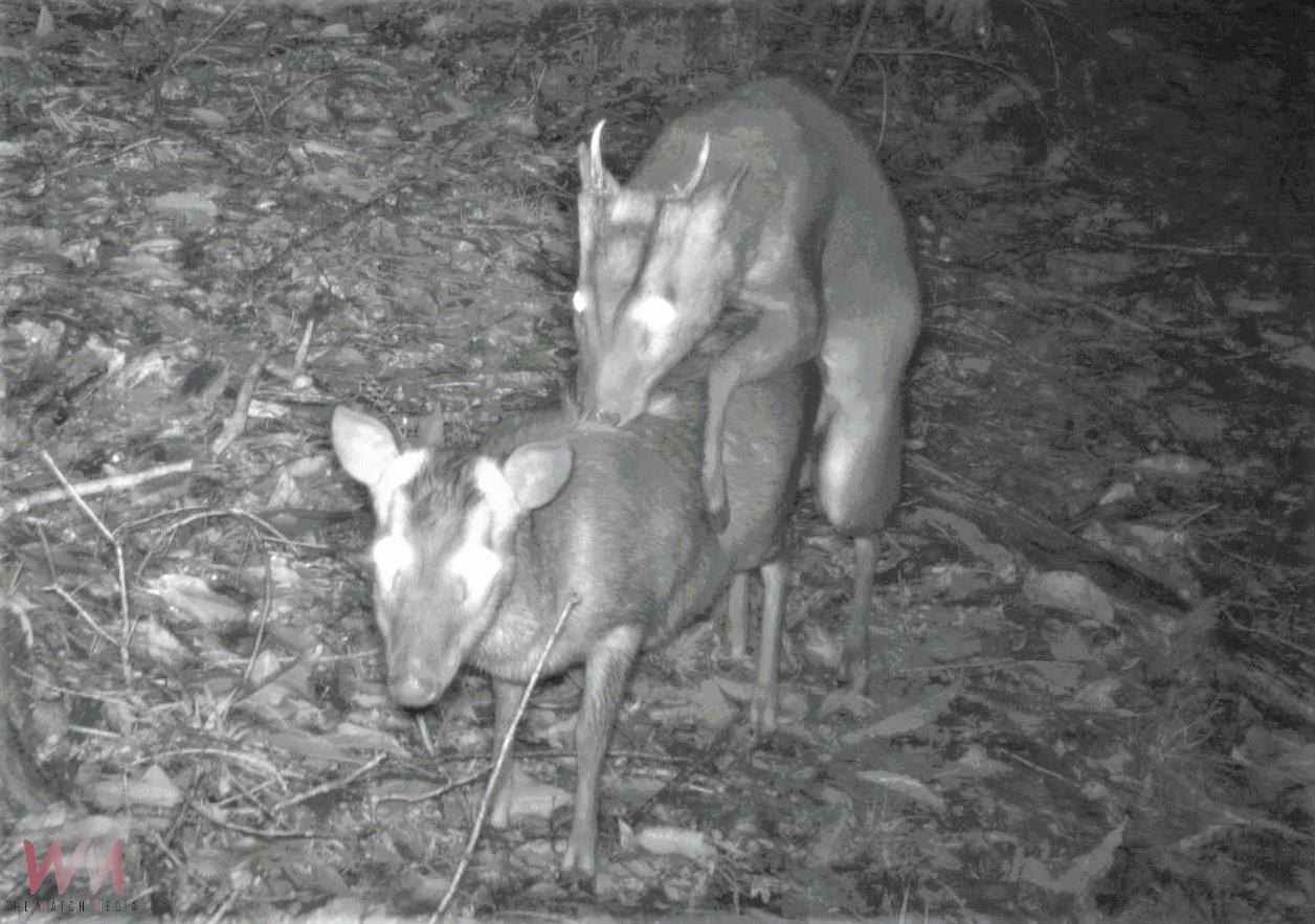 長期監測野生動物　紅外線相機觀察到山羌成跨物種同框王 - https://www.watchmedia01.com