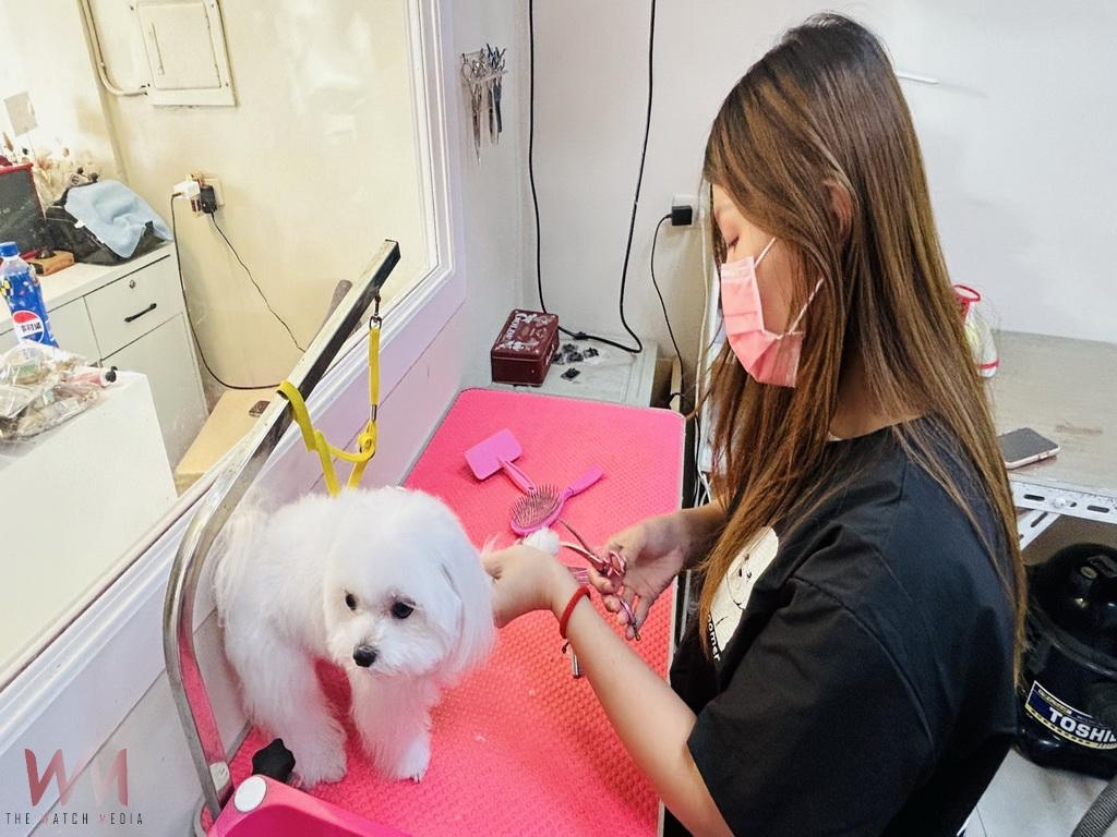 因毛小孩結緣的夫妻檔　攜手在埔鹽打造嚕比專業寵物美容店 - https://www.watchmedia01.com