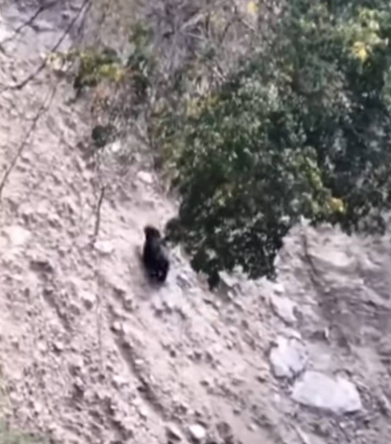 黑熊出沒仁愛鄉眉溪及翠巒部落 林業保育署提醒民眾提高警覺 - https://www.watchmedia01.com