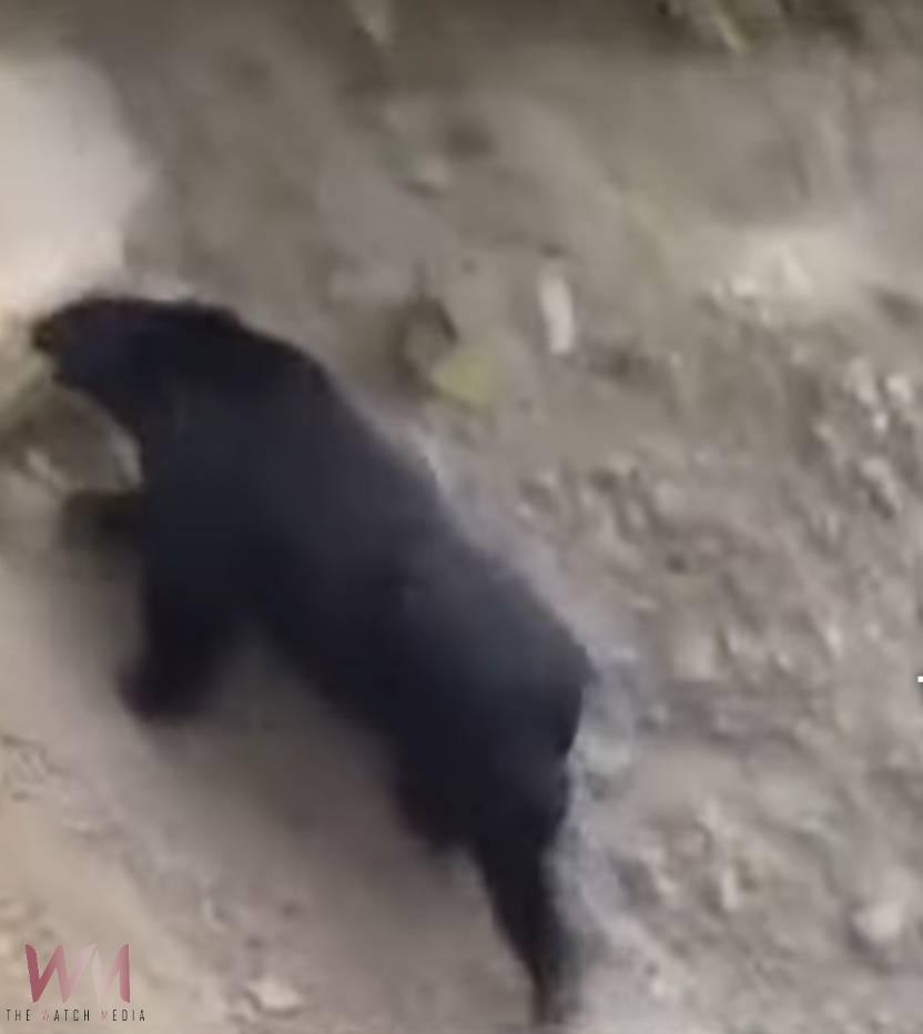 黑熊出沒仁愛鄉眉溪及翠巒部落 林業保育署提醒民眾提高警覺 - https://www.watchmedia01.com