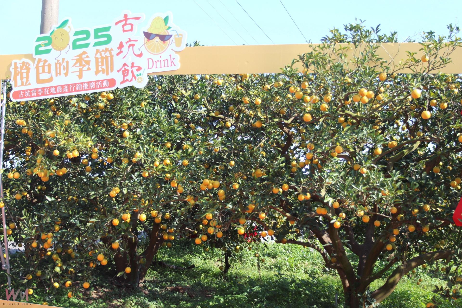 古坑橙色季節綠隧登場 柳丁展售親子闖關等體驗 - https://www.watchmedia01.com