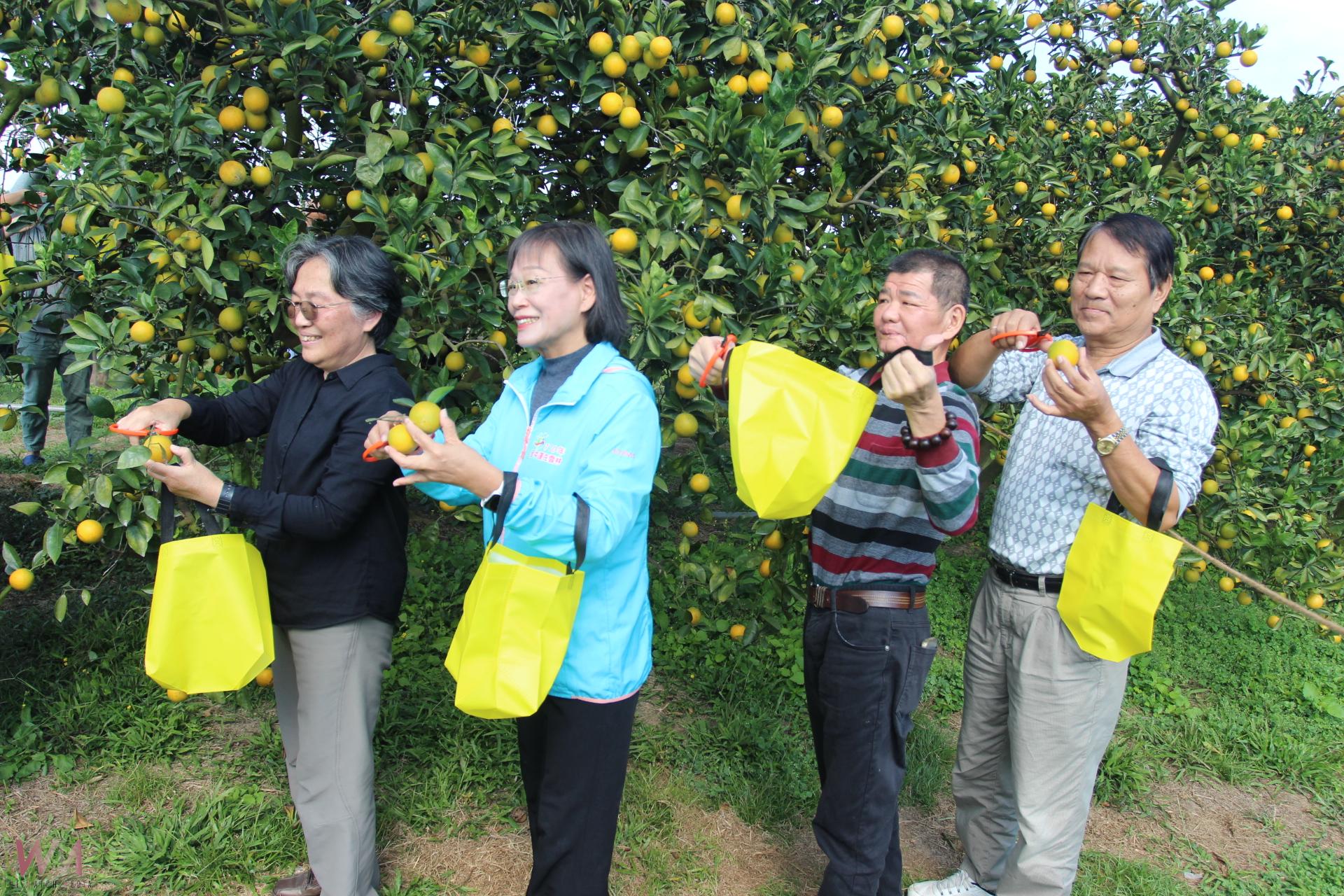 古坑橙色季節綠隧登場 柳丁展售親子闖關等體驗 - https://www.watchmedia01.com
