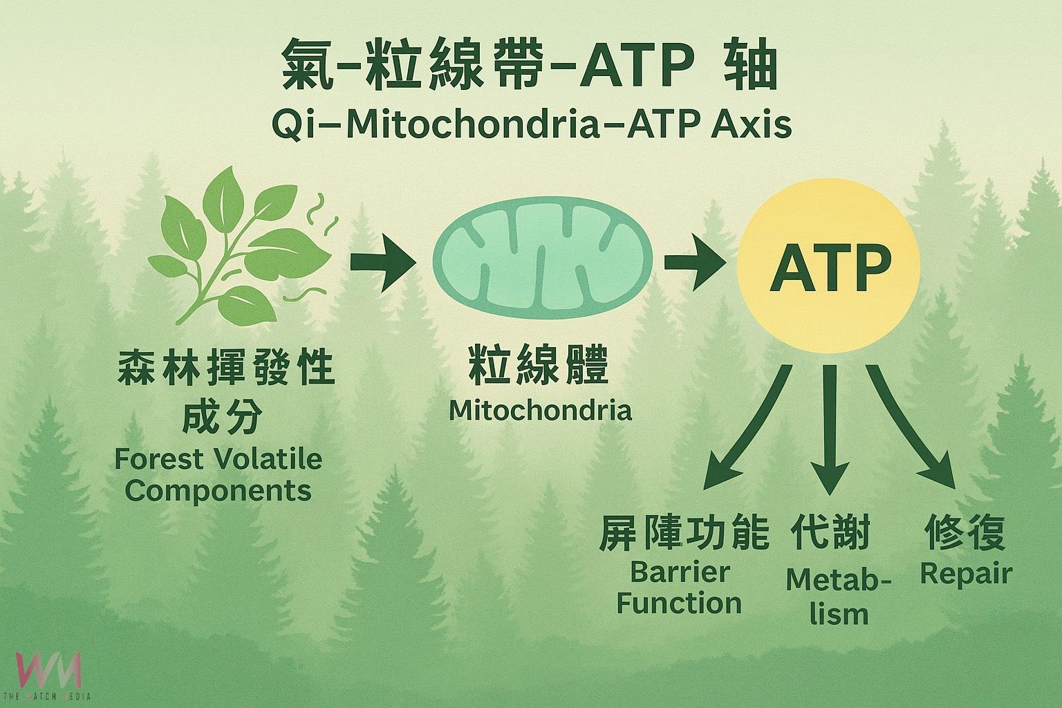 中興大學首度以能量生物學證實:芬多精可啟動細胞能量 - https://www.watchmedia01.com