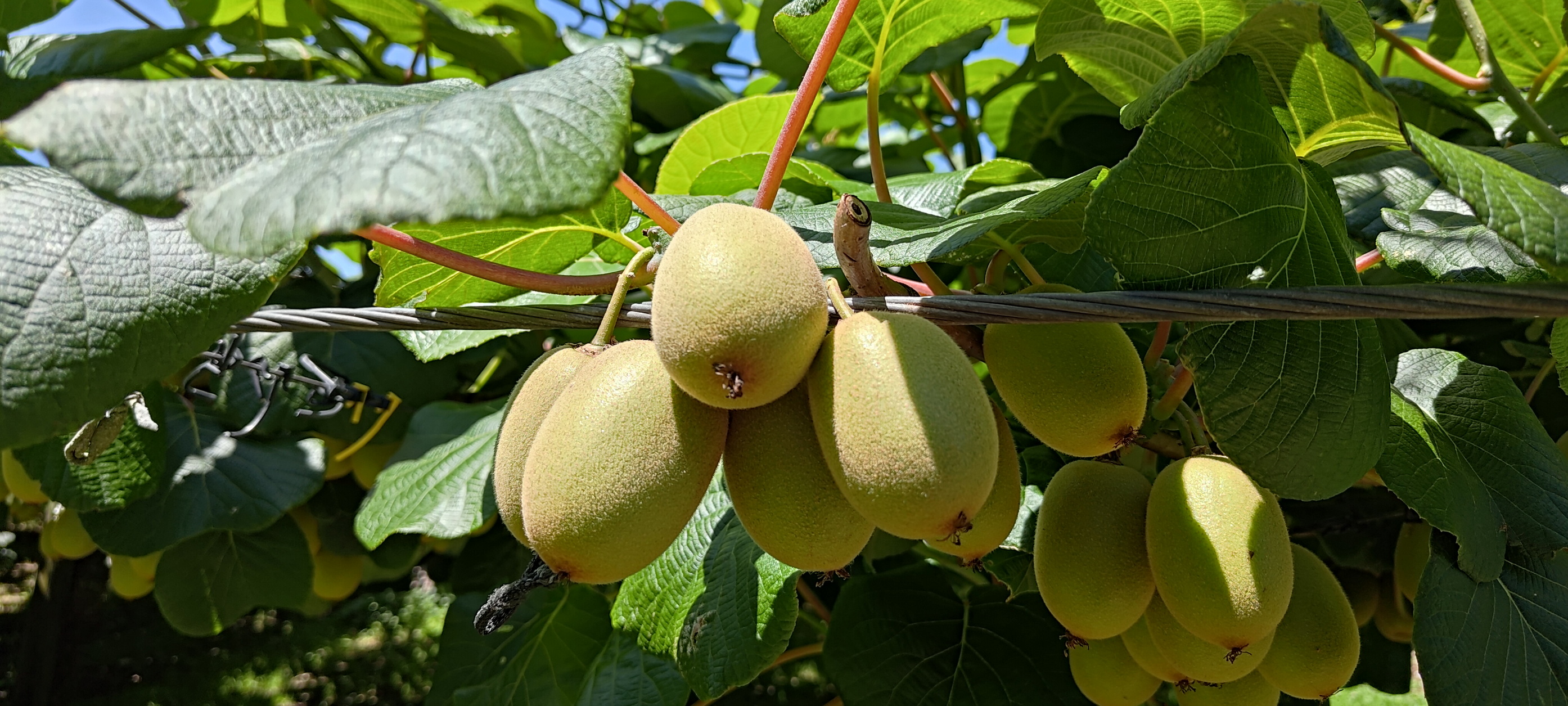 去紐西蘭取經！王惠美赴紐西蘭　取經蜂蜜與奇異果行銷 - https://www.watchmedia01.com