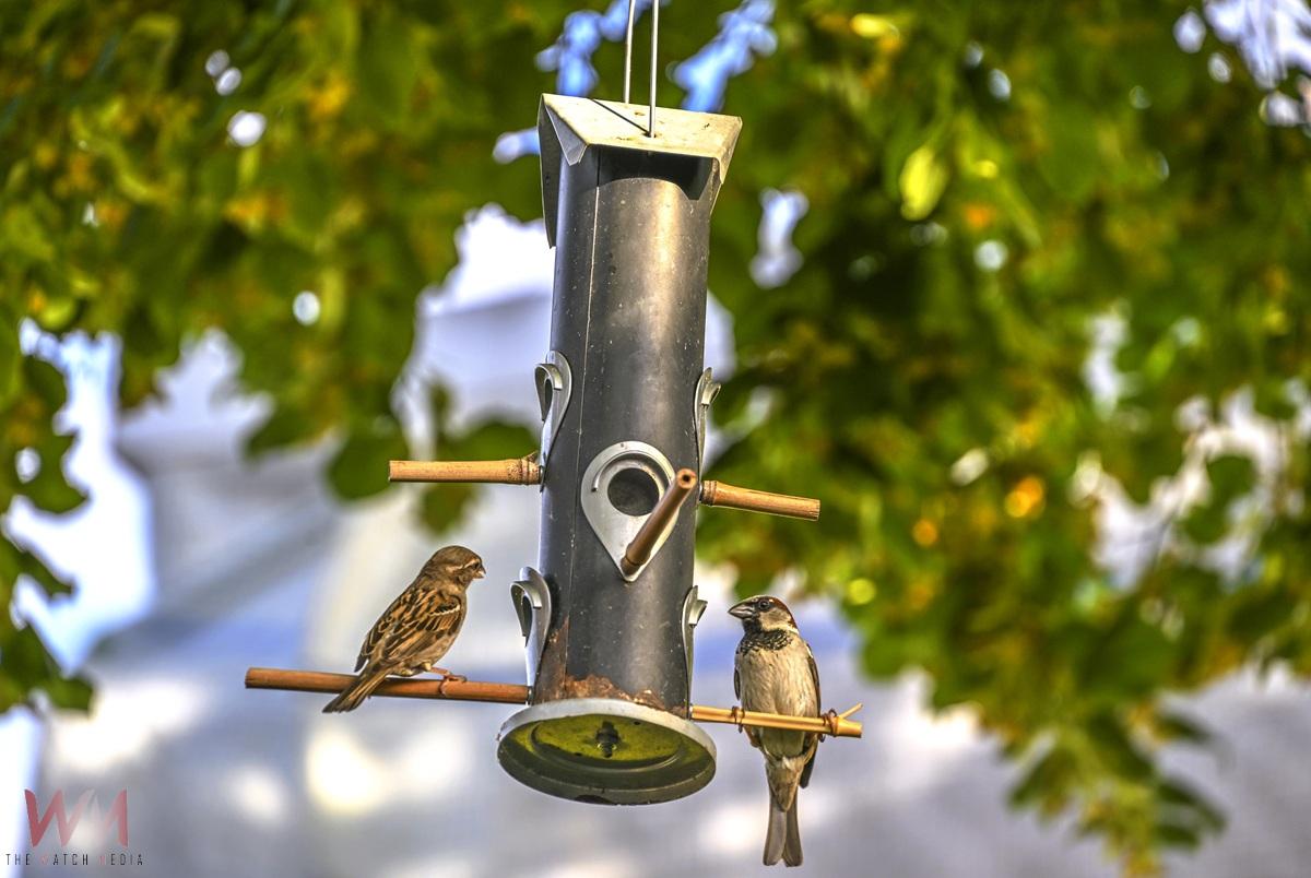 屏東大學校園鳥類生態豐富 三校區架設巢箱觀察其生態 - https://www.watchmedia01.com