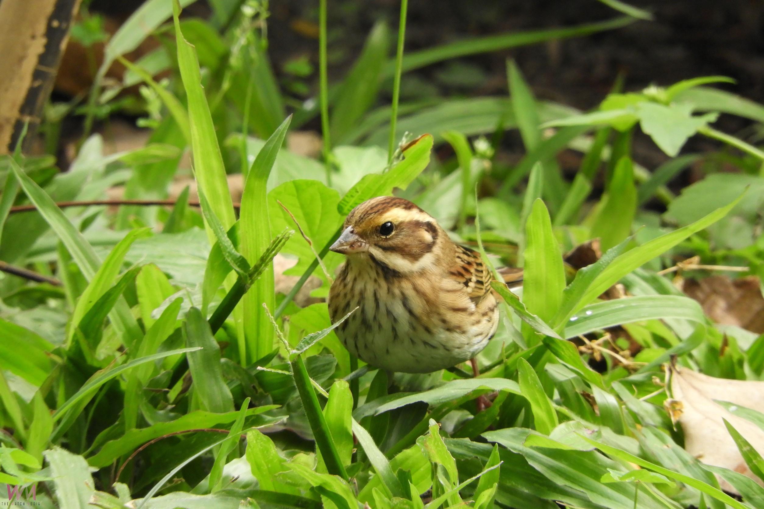 稀有候鳥黃眉鵐現身科博館 呼籲民眾開啟「賞鳥勿擾模式」 - https://www.watchmedia01.com