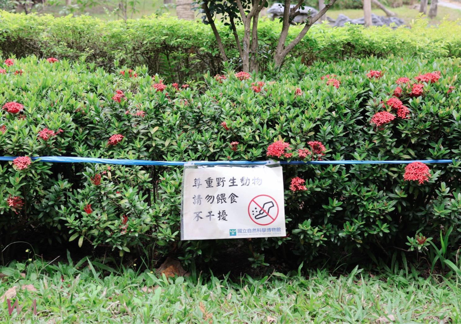 稀有候鳥黃眉鵐現身科博館 呼籲民眾開啟「賞鳥勿擾模式」 - https://www.watchmedia01.com