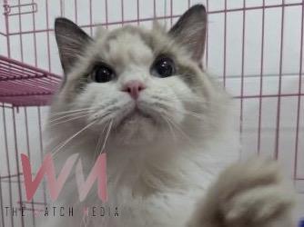 幫喵星人找個溫暖的家 ! 竹縣動保所12/19開放認養29隻品種貓 - https://www.watchmedia01.com