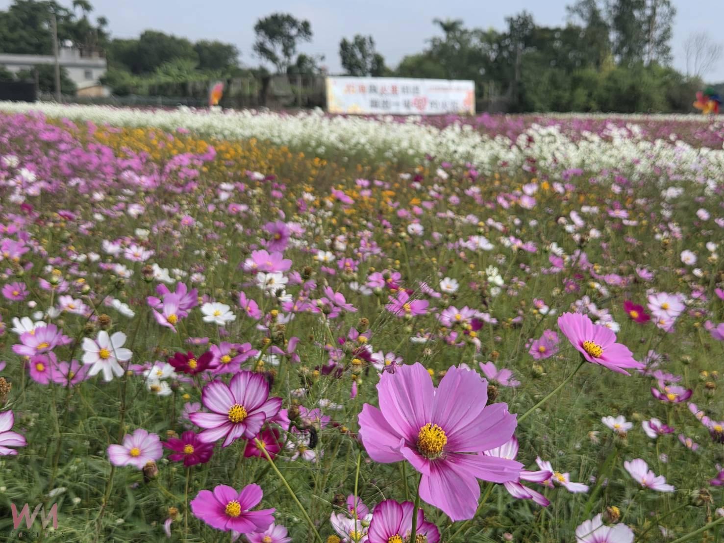民雄花海結合火車美景引人潮 千人拔蘿蔔享田園樂趣 - https://www.watchmedia01.com