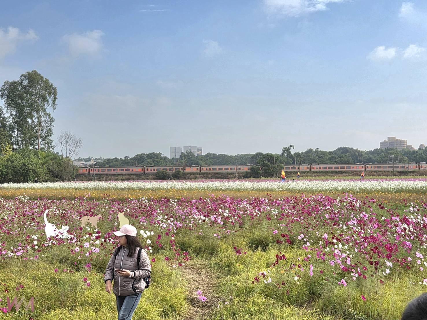 民雄花海結合火車美景引人潮 千人拔蘿蔔享田園樂趣 - https://www.watchmedia01.com