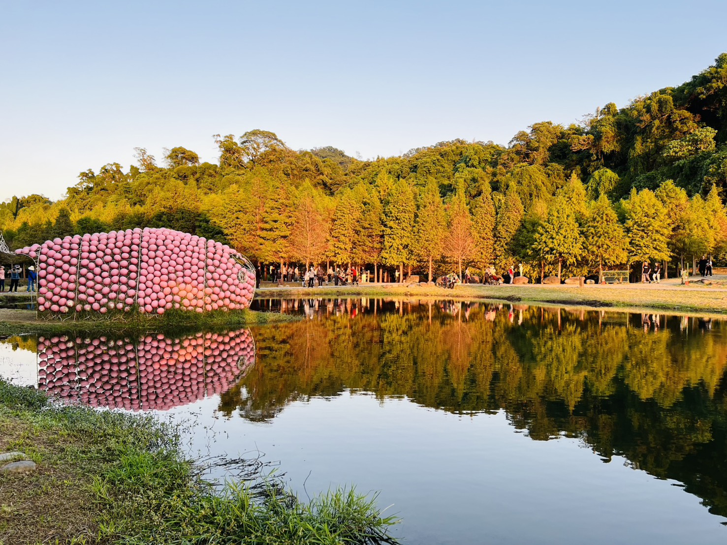 冬季限定 大漢溪右岸月眉人工濕地落羽松 紅葉映水面超吸睛 - https://www.watchmedia01.com