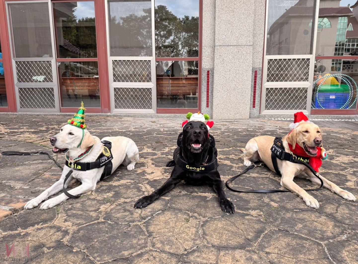 最萌反毒陣容　中市警犬隊聖誕裝現身聖誕親子活動