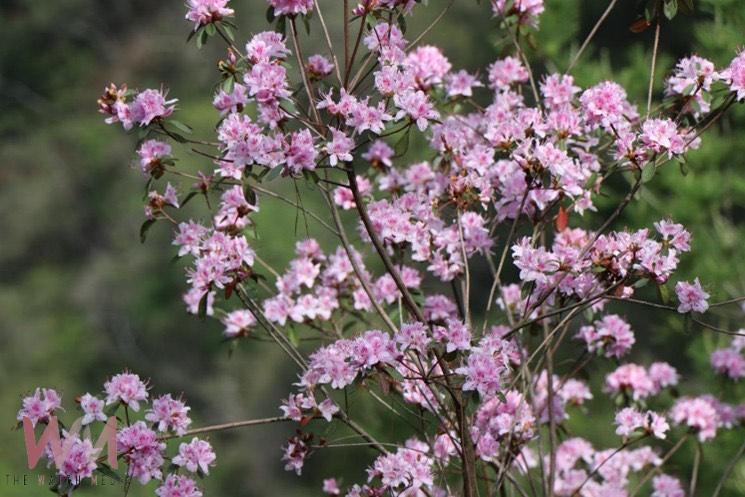 中興大學攜手杉林溪、嘉大 深度復育臺灣特有種「埔里杜鵑」 - https://www.watchmedia01.com