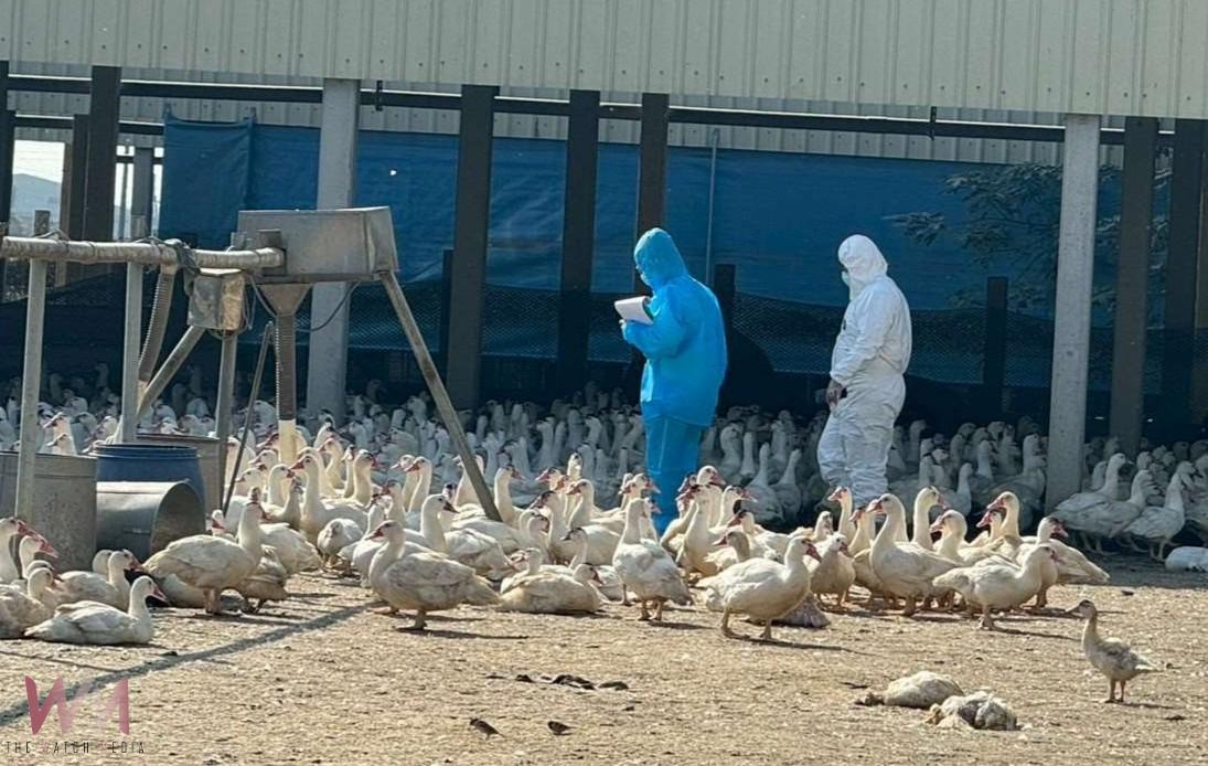 雲林入冬首例H5N1禽流感　元長肉鴨場確診即刻撲殺