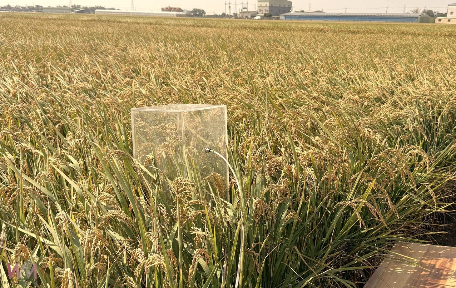 益生菌助稻田大減排 雲林低碳稻作成果亮眼 - https://www.watchmedia01.com